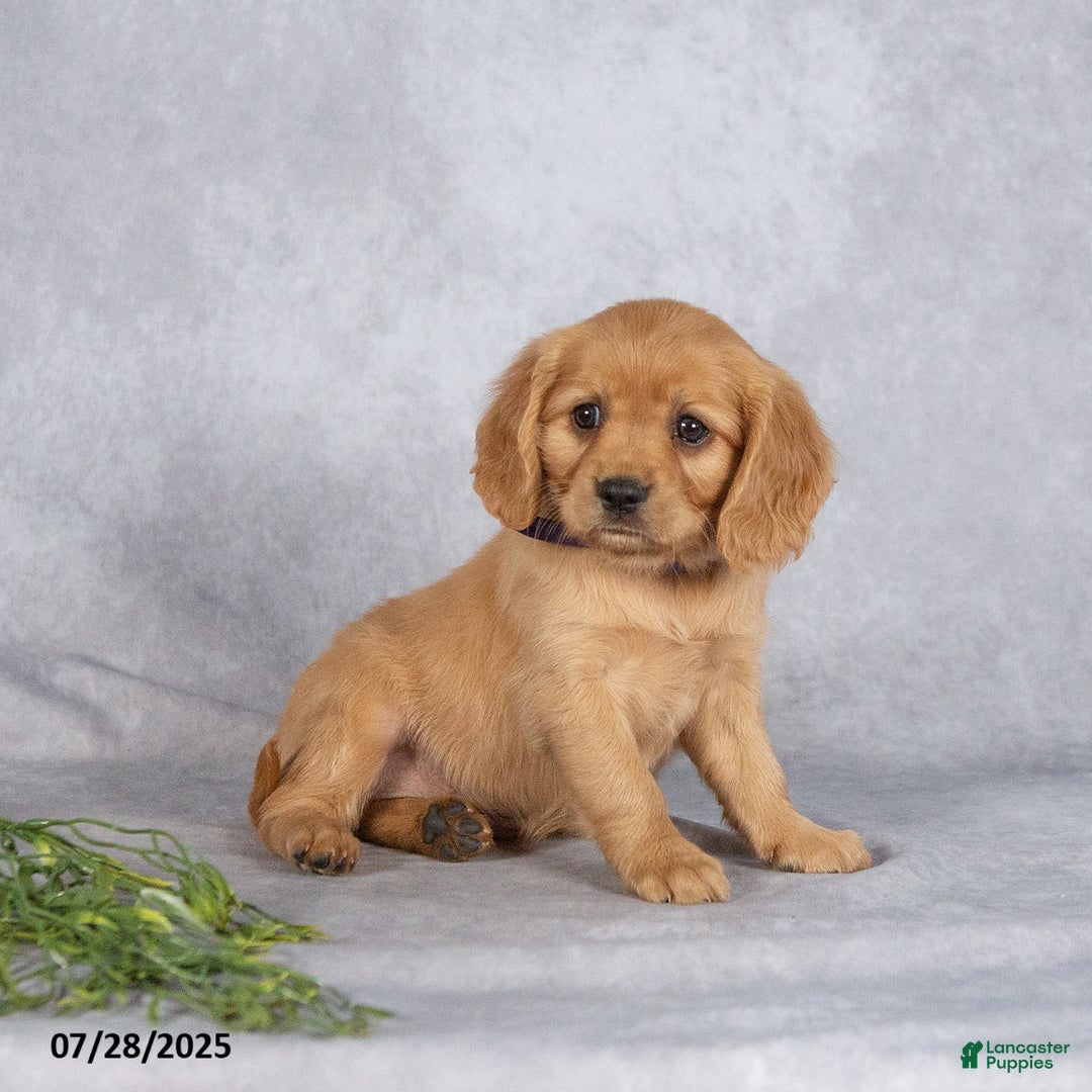 Miniature Golden Retriever dogs for sale: August - Image 1