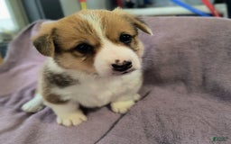 Welsh Corgi Cardigan dogs for sale: Cody - Image 1