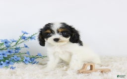 Cavapoo dogs for sale: Bentley - Image 4