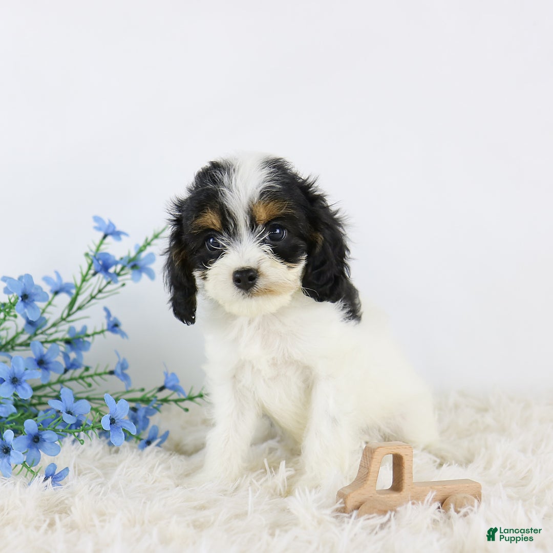 Cavapoo dogs for sale: Bentley - Image 4