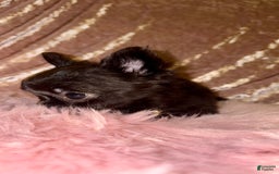 Chihuahua dogs for sale: Tiny Long Coat Female - Image 5