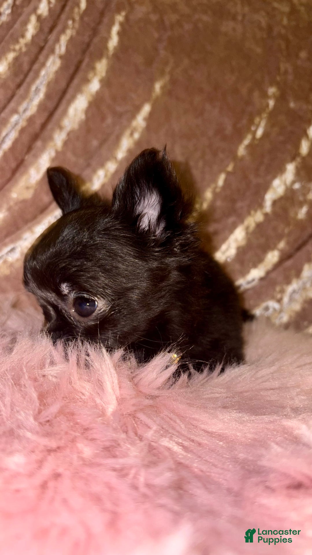 Chihuahua dogs for sale: Tiny Long Coat Female - Image 5