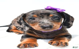 Miniature Dachshund dogs for sale: Lucy - Image 4