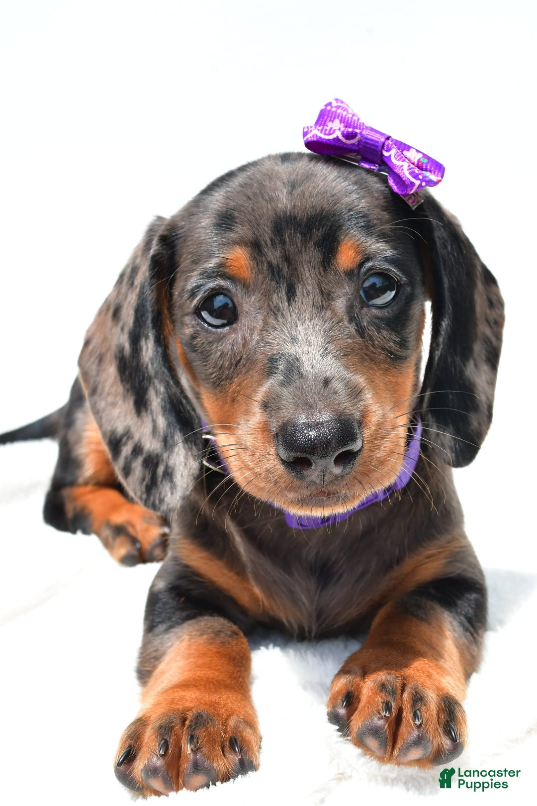 Miniature Dachshund dogs for sale: Lucy - Image 4