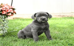Cane Corso dogs for sale: Bronco - Image 1