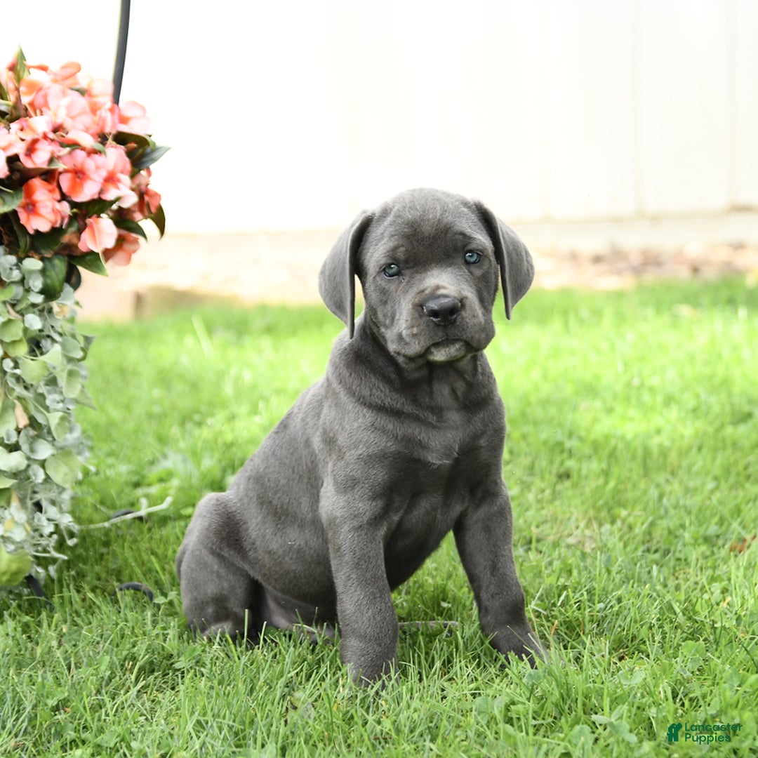 Cane Corso dogs for sale: Bronco - Image 1