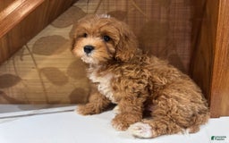 Cavapoo dogs for sale: Max - Image 3