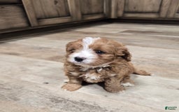Cavapoo dogs for sale: Viola - Image 1