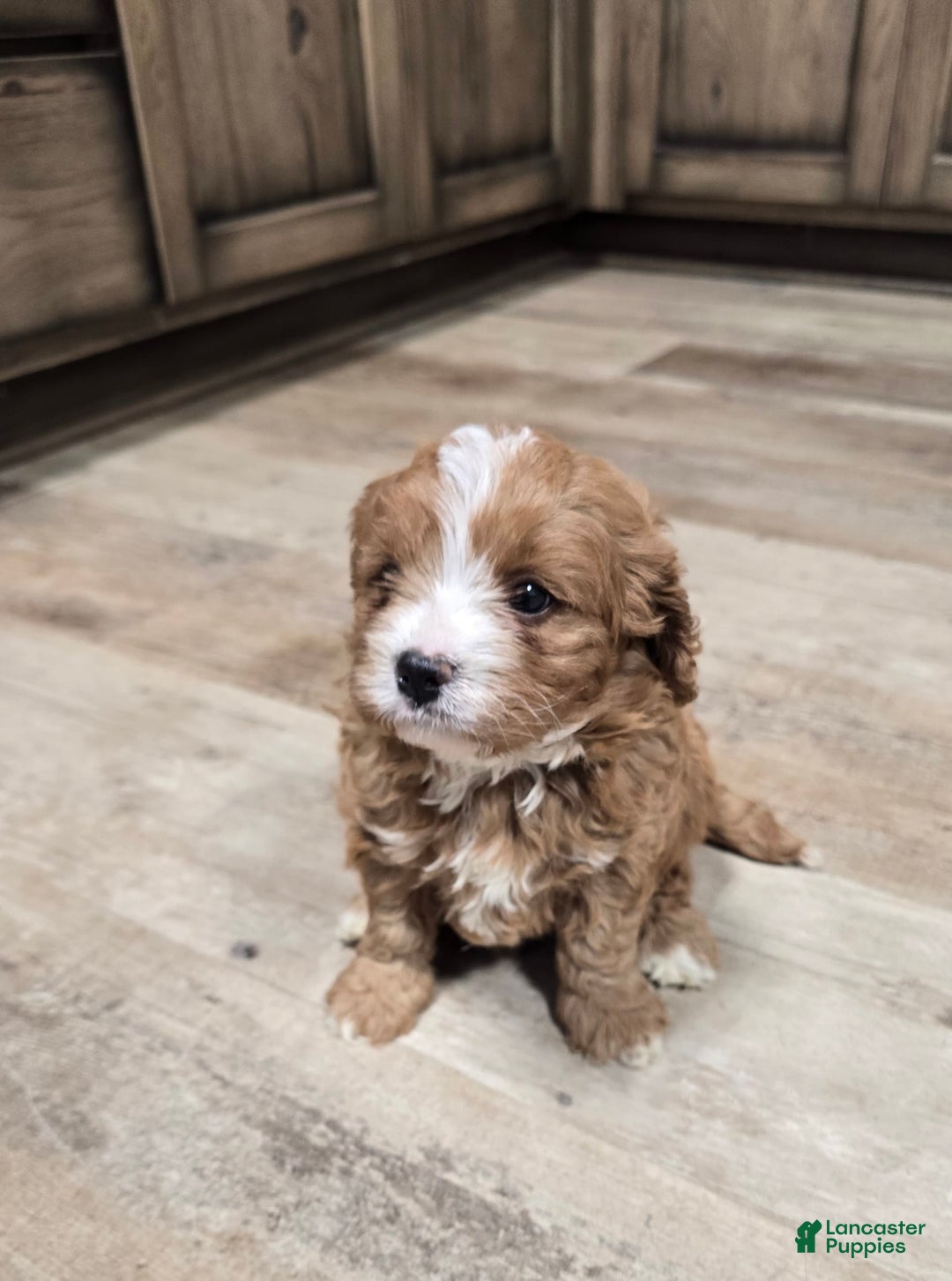 Cavapoo dogs for sale: Viola - Image 1