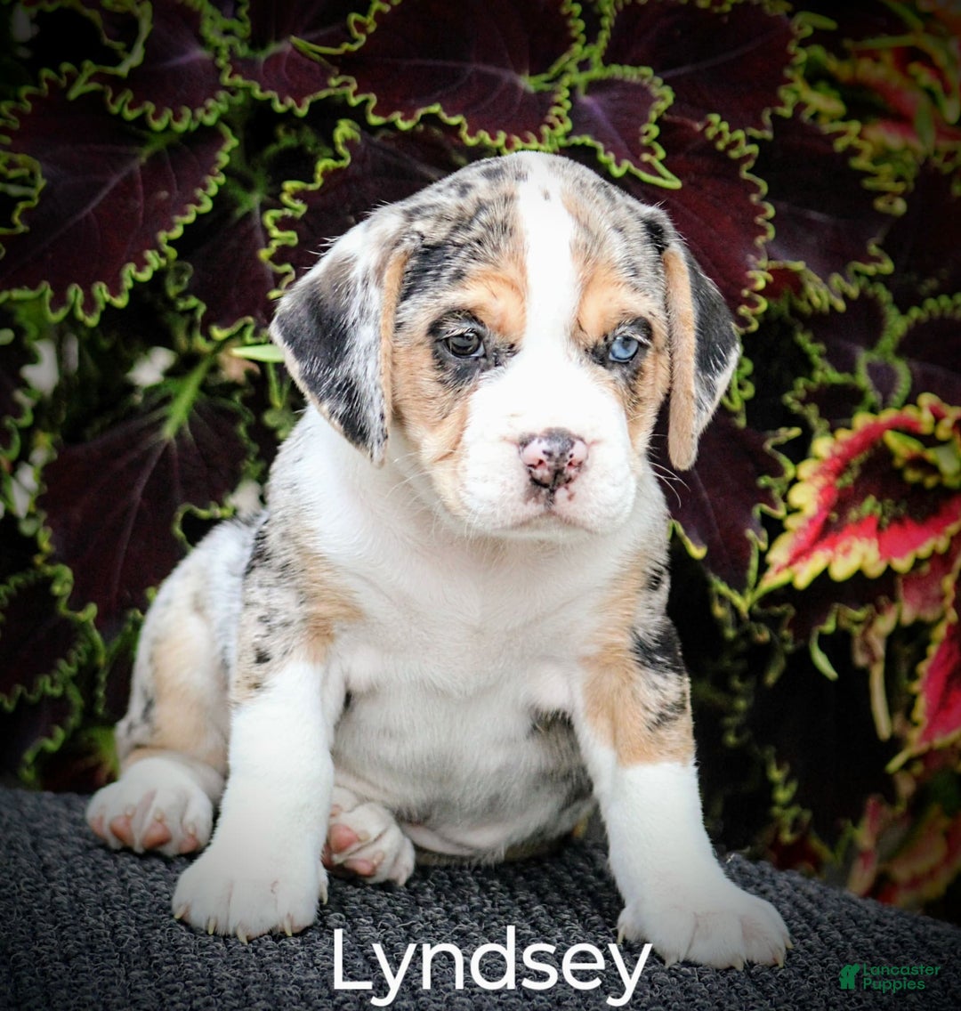 Beabull dogs for sale: Lyndsey - Image 3