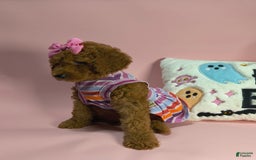 Mini Goldendoodle dogs for sale: Isley - Image 6