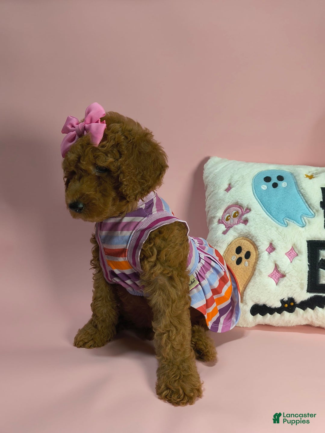 Mini Goldendoodle dogs for sale: Isley - Image 6