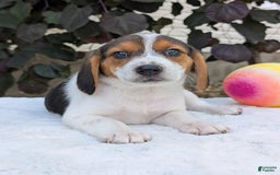 Beagle dogs for sale: Max - Image 6