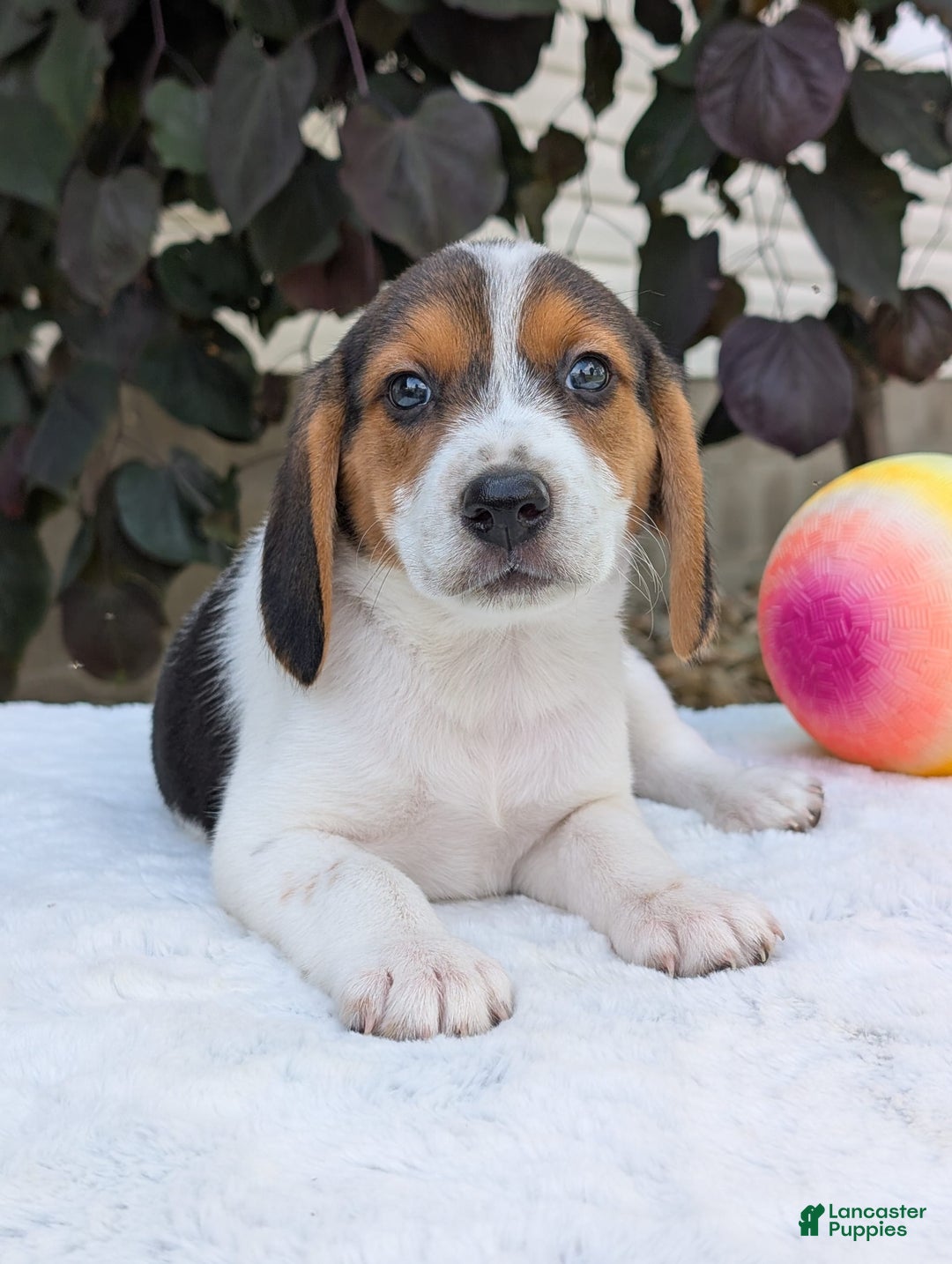 Beagle dogs for sale: Max - Image 6