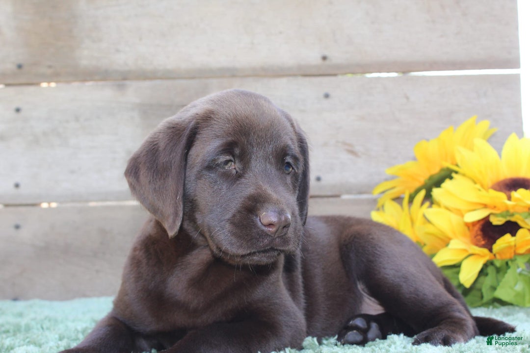Labrador Retriever dogs for sale: Bella - Image 6