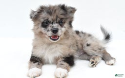 Pomeranian dogs for sale: Daisy - Image 7
