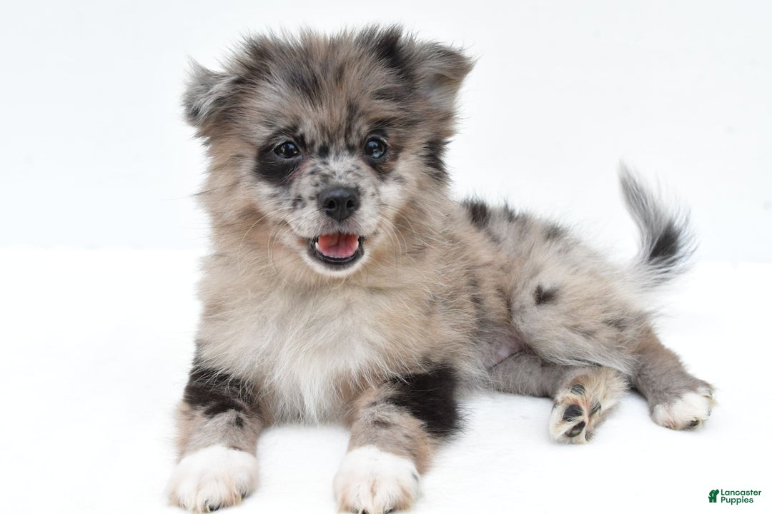 Pomeranian dogs for sale: Daisy - Image 7