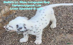 Dalmatian dogs for sale: Belles Lt. Blue Lua Longcoat Liver Spotted Boy - Image 8