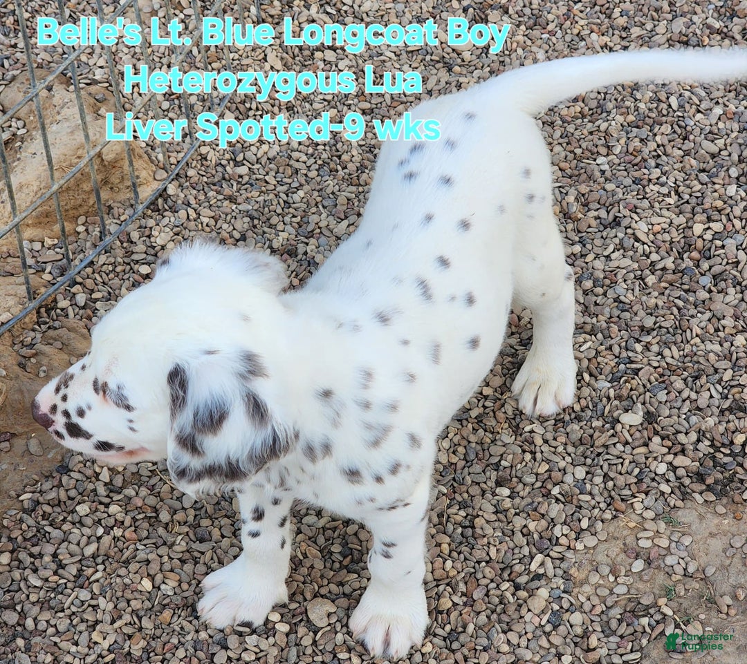 Dalmatian dogs for sale: Belles Lt. Blue Lua Longcoat Liver Spotted Boy - Image 8