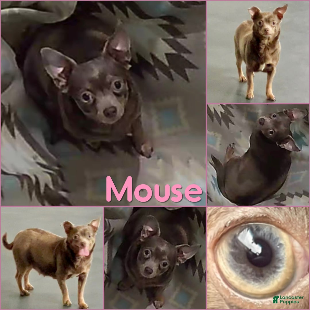 Chihuahua dogs for sale: Fiona Lavender Short Coat - Image 8