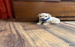Bichpoo dogs for sale: Clyde - Image 2