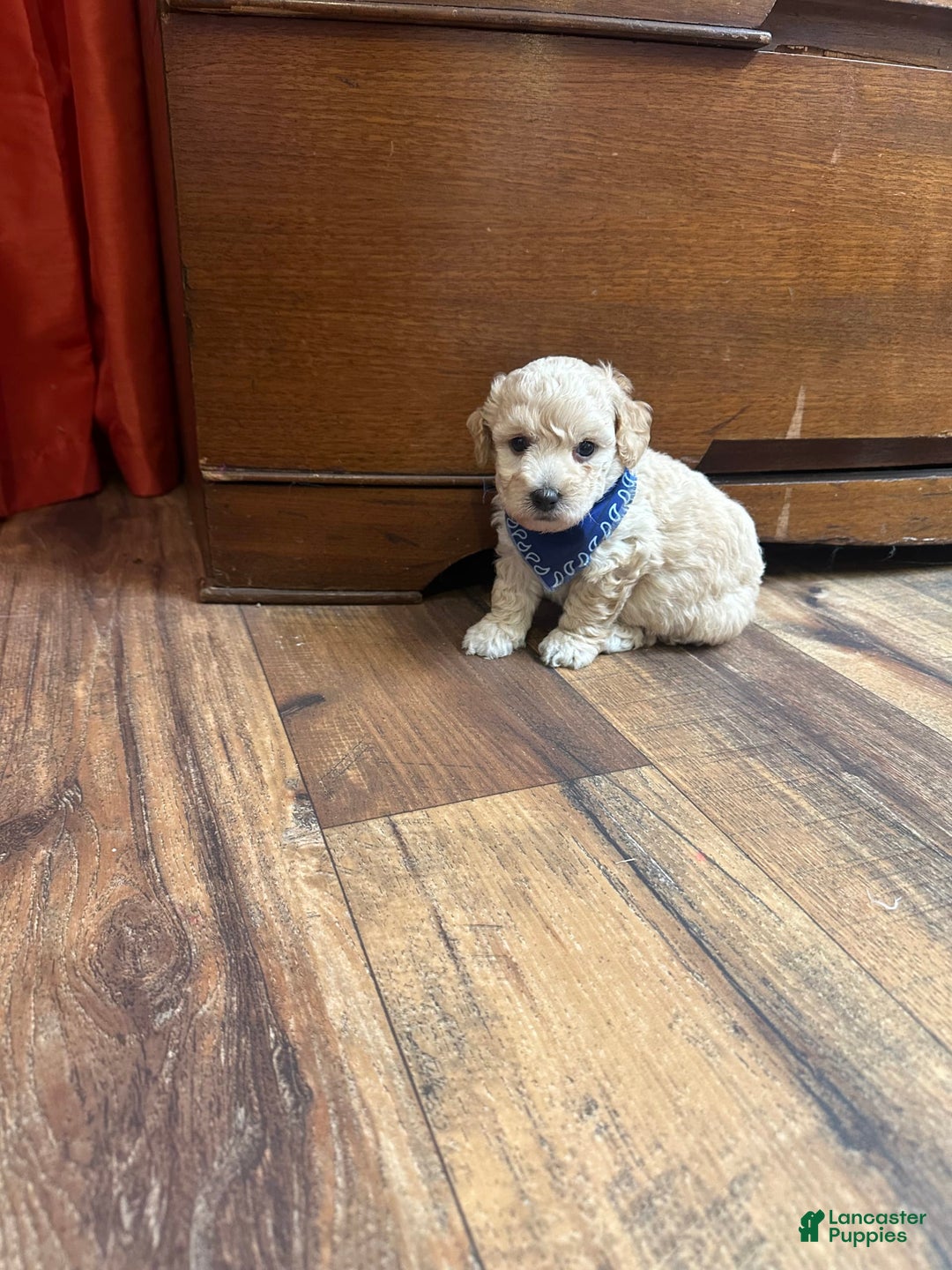 Bichpoo dogs for sale: Clyde - Image 2