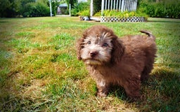 Havapoo dogs for sale: Harmony - Image 6