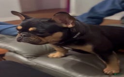 French Bulldog dogs for sale: Peaches - Image 10