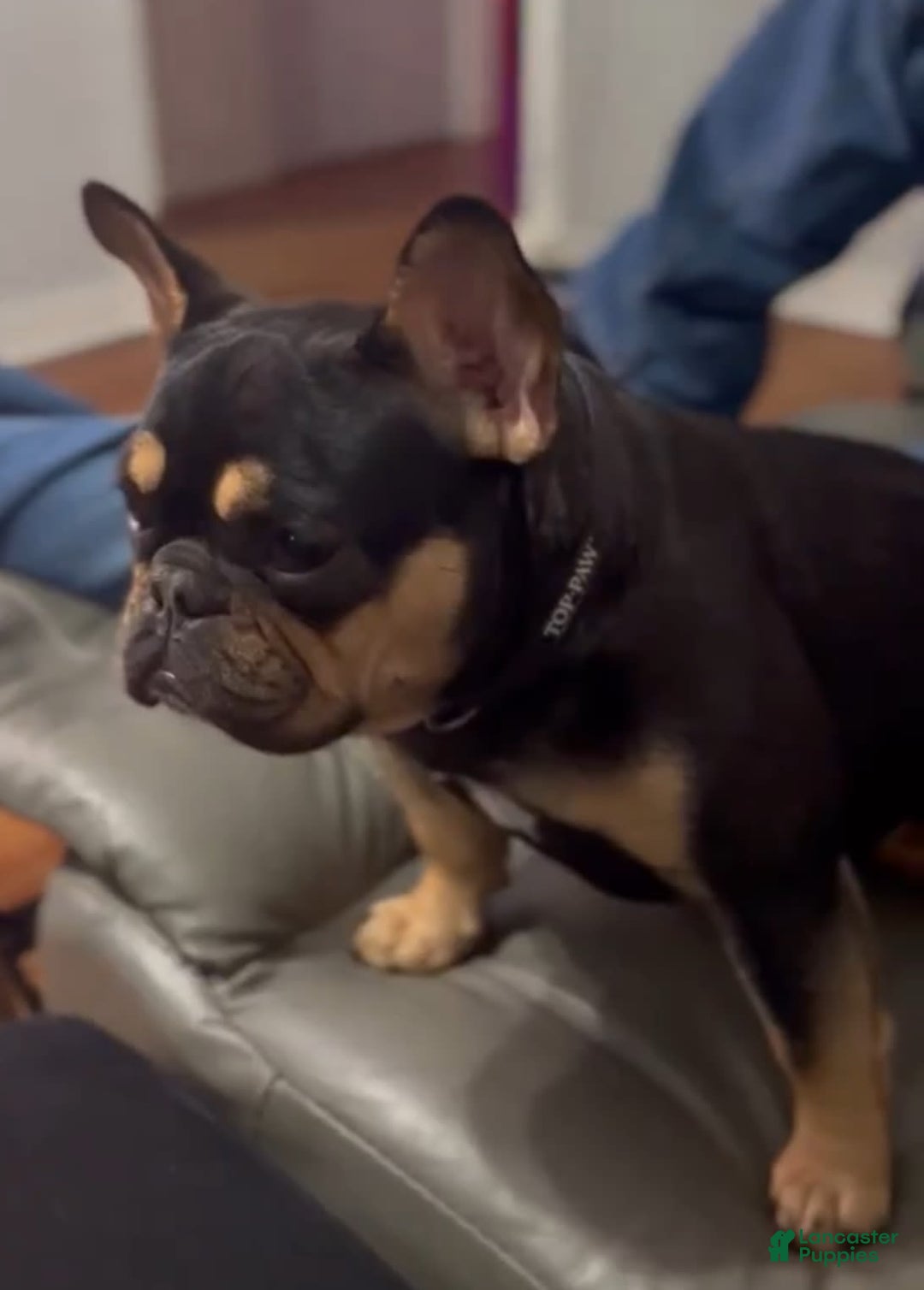 French Bulldog dogs for sale: Peaches - Image 10