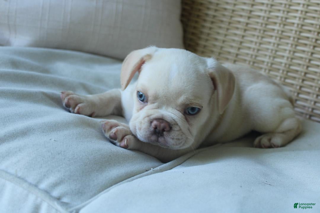 French Bulldog dogs for sale: Pugsley - Image 3