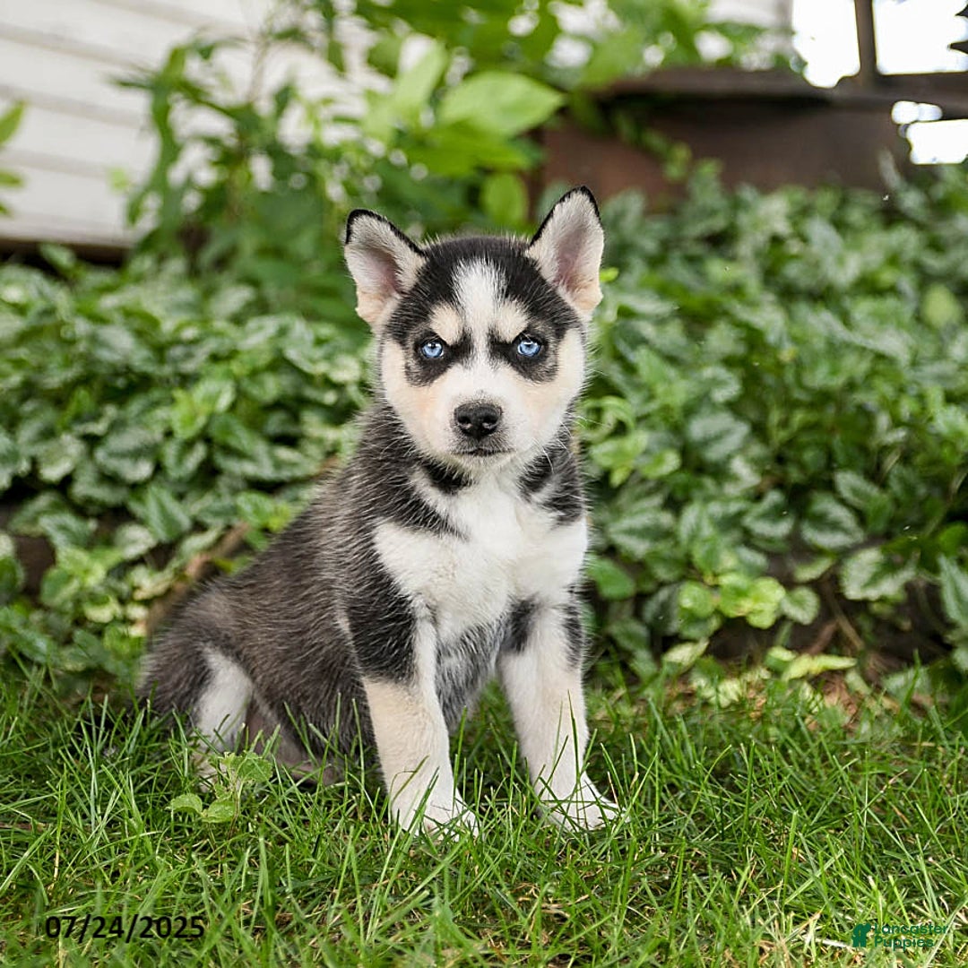 Pomsky dogs for sale: King - Image 4