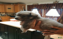 Chihuahua dogs for sale: Nacho Silver Blue - Image 7