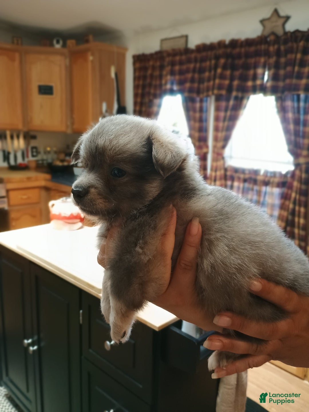 Chihuahua dogs for sale: Nacho Silver Blue - Image 7