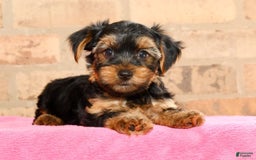 Yorkshire Terrier dogs for sale: Connor - Image 4