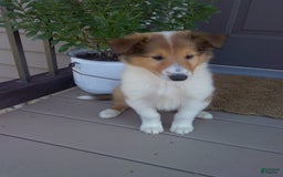 Collie dogs for sale: Bridget - Image 6