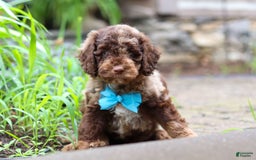 Goldendoodle dogs for sale: Balto - Image 5