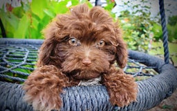 Havapoo dogs for sale: Bessie - Image 2