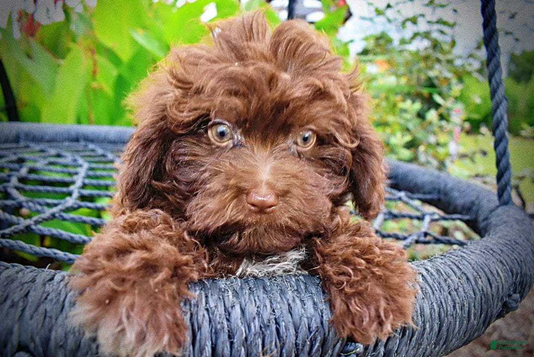 Havapoo dogs for sale: Bessie - Image 2