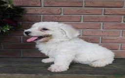 Bichon Frise dogs for sale: Joker - Image 2