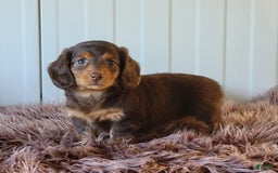 Miniature Dachshund dogs for sale: Roseabelle - Image 2