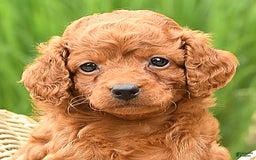 Cockapoo dogs for sale: Evan - Image 7