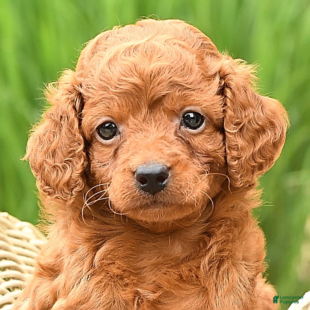 Cockapoo dogs for sale: Evan - Image 7