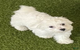 Bichon Frise dogs for sale: Captain puff - Listing for pets: Captain puff - Image 1