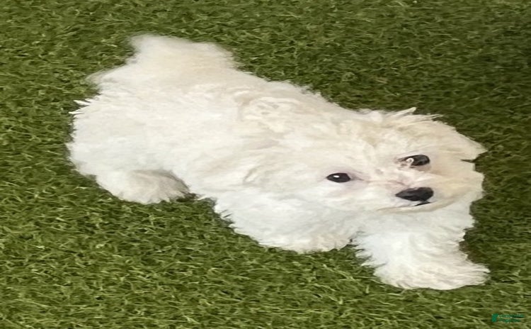 Bichon Frise dogs - Advert 31