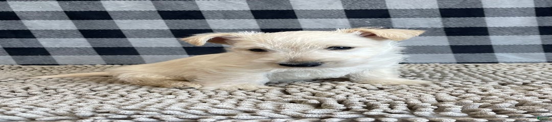Rufus
