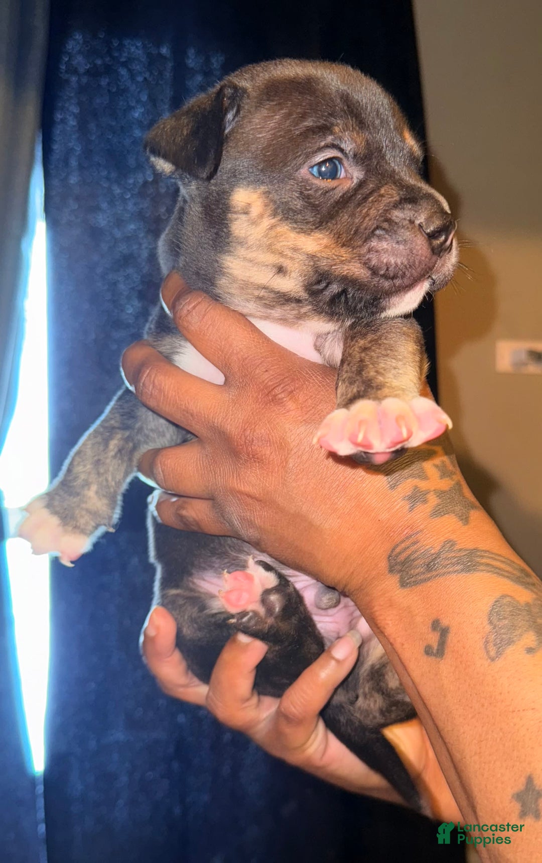American Bully dogs for sale: Bear - Image 7