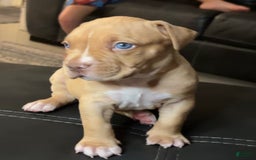 American Bully dogs for sale: Rubbel - Image 3