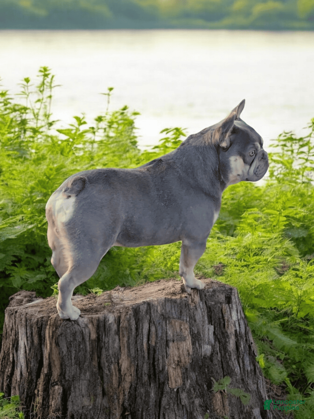 French Bulldog dogs for sale: Rolex - Image 5