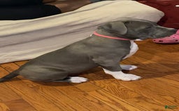 American Bully dogs for sale: Boss Baby - Image 27