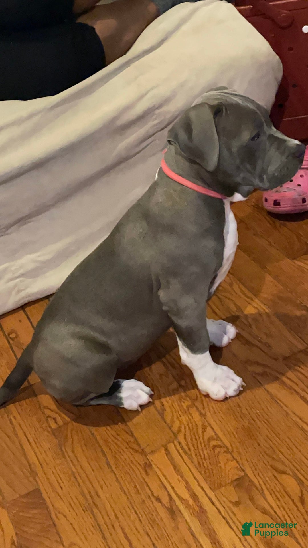American Bully dogs for sale: Boss Baby - Image 27